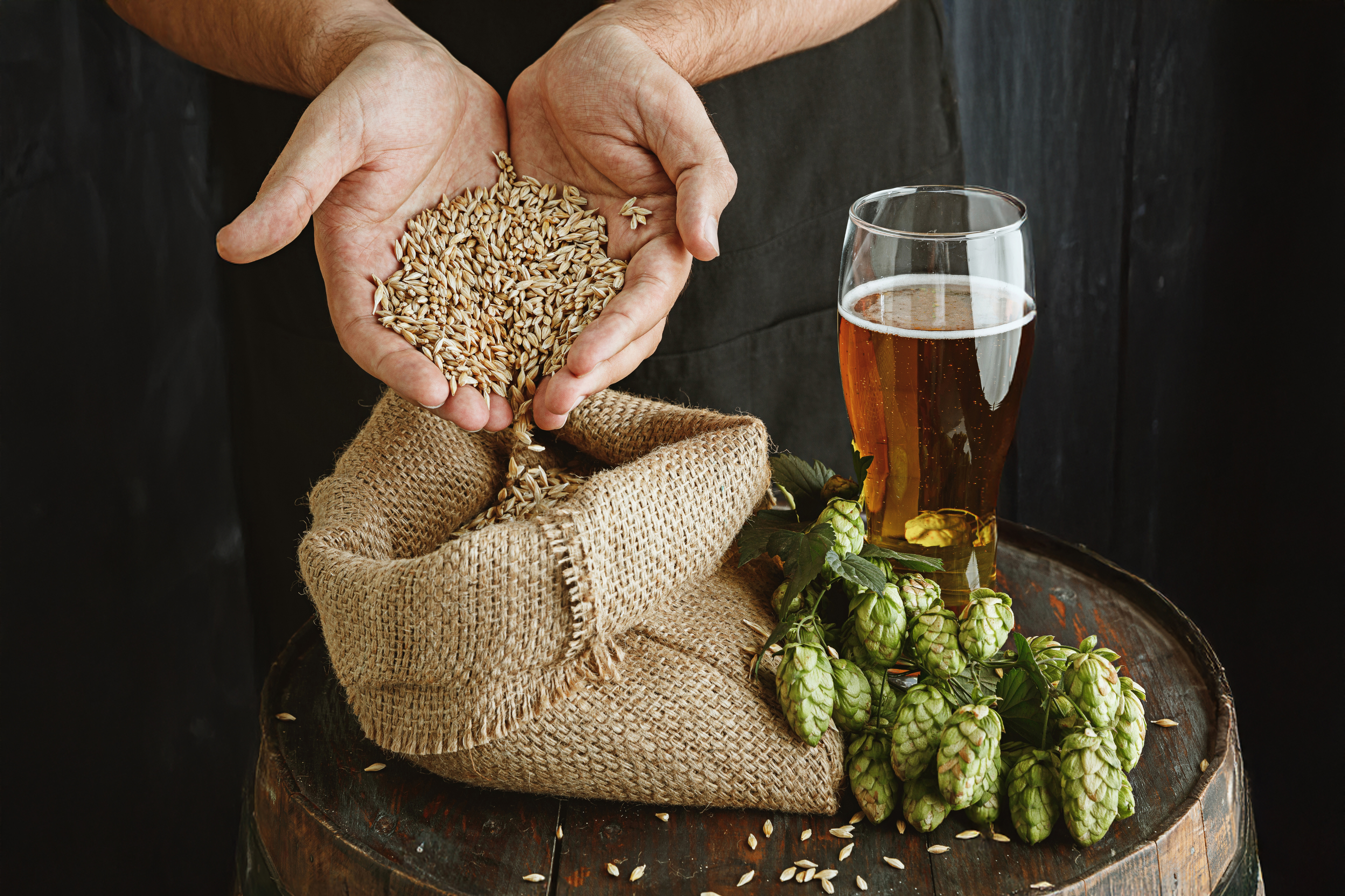 Hands pouring malt grain beside hops and a glass of beer